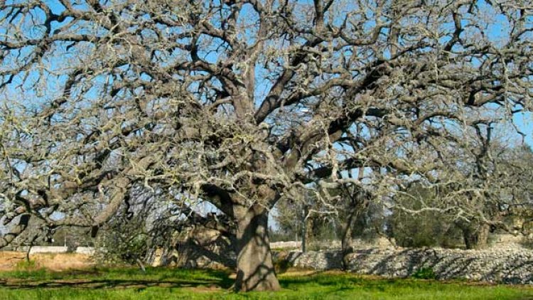 Quercia Vallonea Tricase